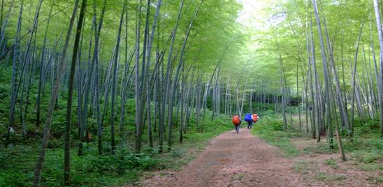 鸦山古道