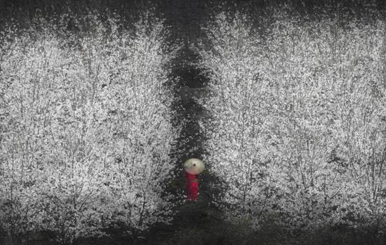 摄影：李森亮《观樱花》